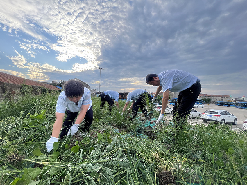 公交集團公交事業(yè)一部清除場(chǎng)站雜草 為創(chuàng  )文助力