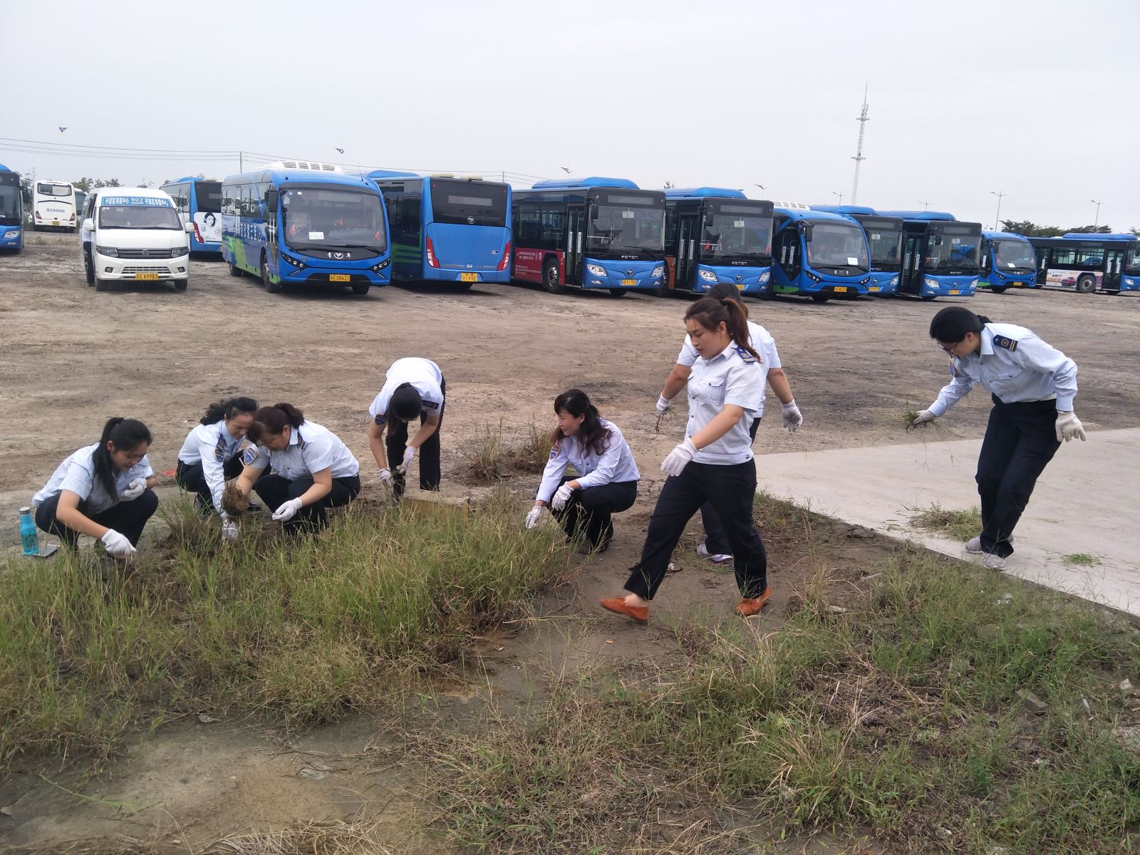 公交集團佳連公司開(kāi)展停車(chē)場(chǎng)拔草活動(dòng) 為創(chuàng  )文助力